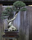 Bonsai Garden